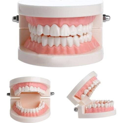 New Adult Standard Dental Teaching Study Typodont Demonstration Teeth Model