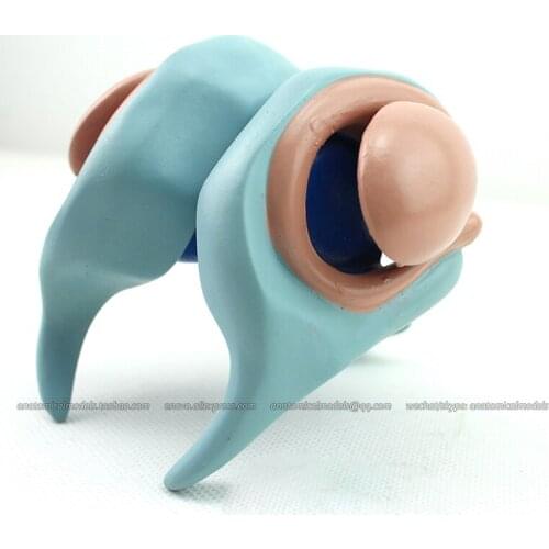 CMAM/12410 Ventricles and Basal Nuclei, Medical Brain Anatomical Human Model