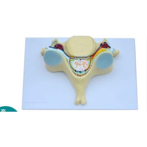 Spinal cord cross-sectional facial nerve magnification model fifth cervical vertebra Anatomical spine model