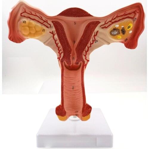 Uterus and Ovary Anatomical Model Human Female Medical Anatomy Internal Genital Organ Teaching Resources Medical teaching tools