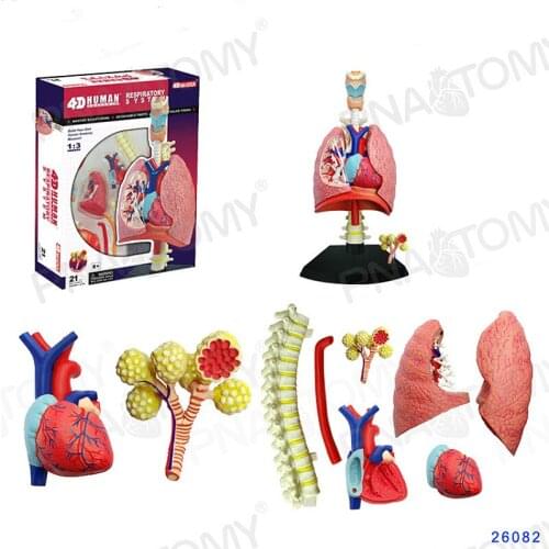 4D MASTER Human respiratory system model assembled educational toys for junior high school and primary school