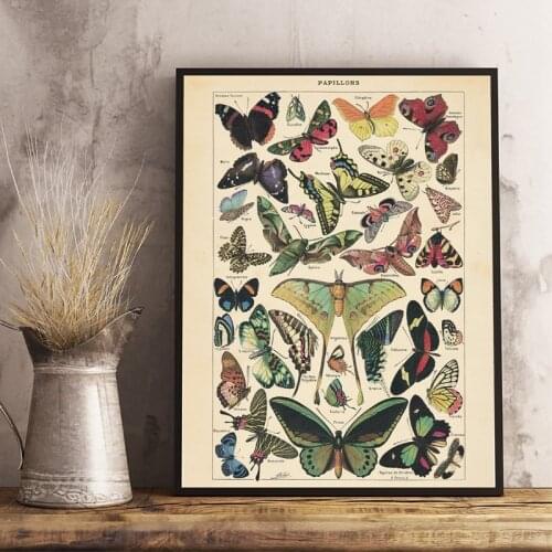 Antique Butterfly Vintage Poster Prints Insect Kind Nature Education Wall Art Canvas Painting Picture Kids Room Home Wall Decor
