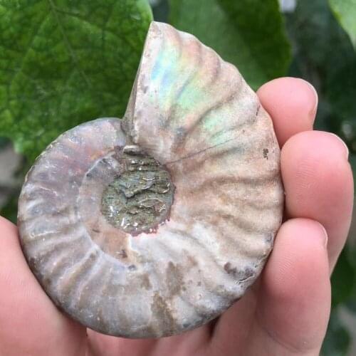 100% Natural Rainbow Conch Ammonite Fossil Specimen Shell Mineral Healing Madagascar