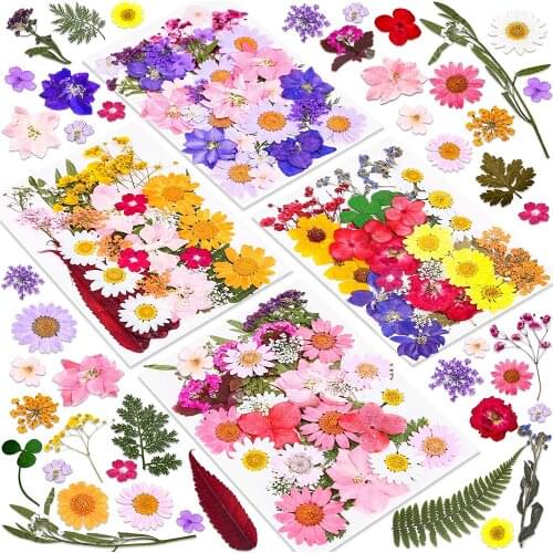 YUNZHI Natural Dried Pressed Flowers For Scrapbooking DIY Resin Jewelry Epoxy Phone Case Face Petal Makeup Candle Soap Making