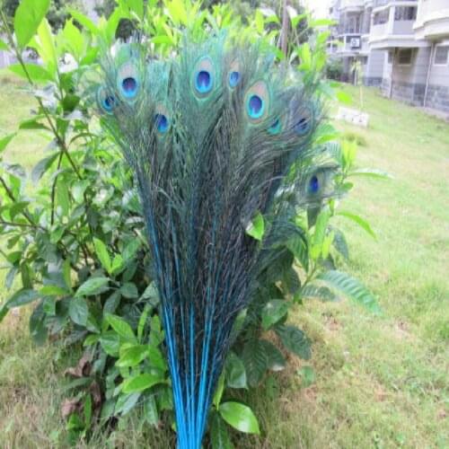 Wholesale 50pcs/lot 55-60cm/22-24'' beautiful natural Lake blue peacock feathers eyes for DIY clothes decoration