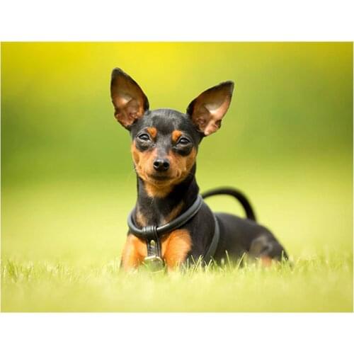 Miniature pinscher dog 5d diy Diamond Painting cross stitch kit Full mosaic diamond Embroidery animal puzzle arts stickerZP-3350