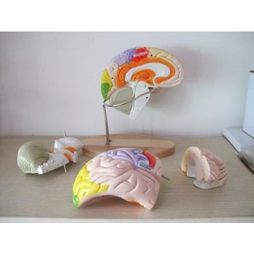 2X Enlarged Version of Human Cerebrum Nerve Anatomy Brain Model Human Ventricular Function Distinction Model Assembled Brain
