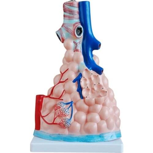 Medical Science PVC Human Anatomy Alveolar Enlargement Medical Teaching Model BIX-A1071