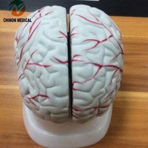 Chinon Brain Anatomical Model Medicine Student Medical Science Education Teaching Sources Supply Tools Equipment BIX-A1050