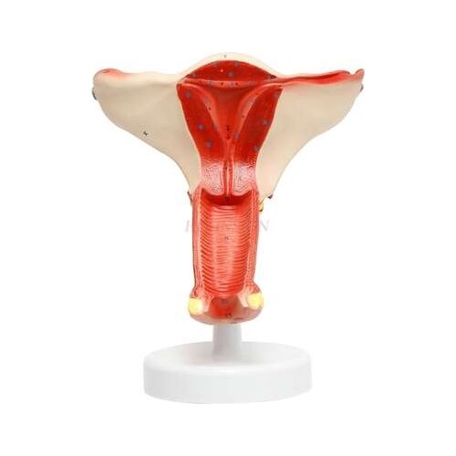 Female uterine model gynecology medical teaching aids female internal and external genital ovarian vagina pathology model