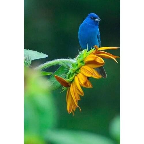 5D DIY Diamond Painting Blue Bird Flower Full Drill Diamond Embroidery Cross Stitch Mosaic Rhinestone Home Decor Gifts