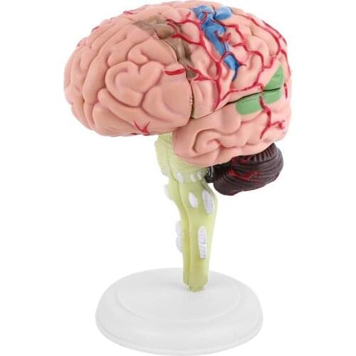 Montessori toys Human Brain Model 4D Human Brain Anatomical Model Structural Educational Learning Tool sensory toys For children
