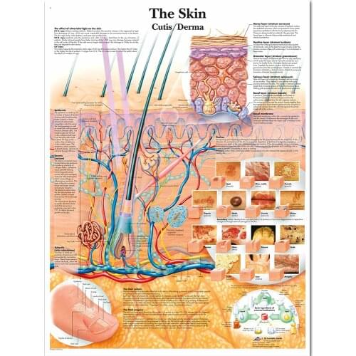WANGART Anatomy Dissection Skin Anatomical Charts Posters Laminated Canvas print Wall Pictures for Medical Education Home Decor