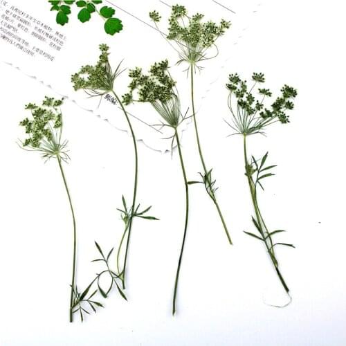 100Pcs / 6-9Cm Pressed Natural Lace Flowers With Stem Real Leaves Diy Wedding Invitation Art Bookmark Gift Card Scented Candles