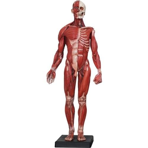60cm art manikin Drawing art design medical CG reference musculoskeletal anatomy model Academy of Fine Arts male model