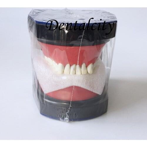 Dental Typodont Practice Model/Dental Orthdontic Study Teeth Model Dental Orthodontic Training Teeth Model M8017