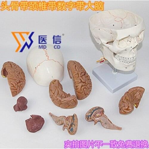 Brain anatomical model human skull model neurology brain model skeleton model