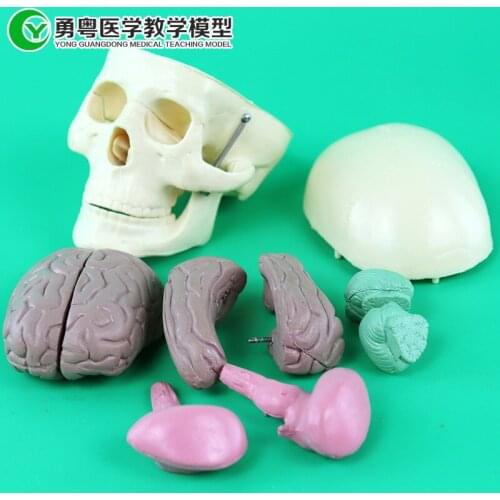 Skull with Brain Anatomy Model Head Brain Model Human Skeleton Teaching
