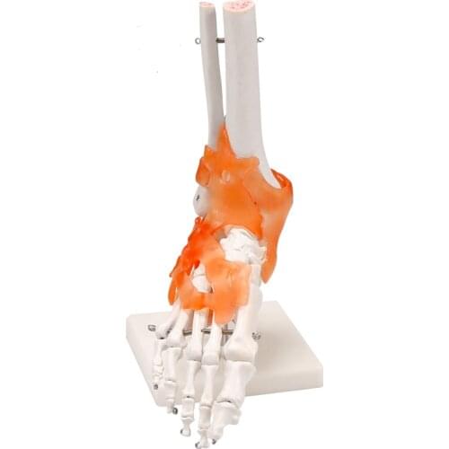 Foot Model With Ligaments (Life-Size Human Foot Skeleton Model) BIX-A1017 WBW426