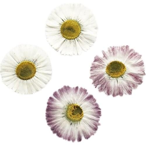 60pcs 3-4cm Pressed Dried Daisy Marguerite Flower Plant Herbarium For Nail Art Make Up Jewelry Bookmark Phone Case Card DIY