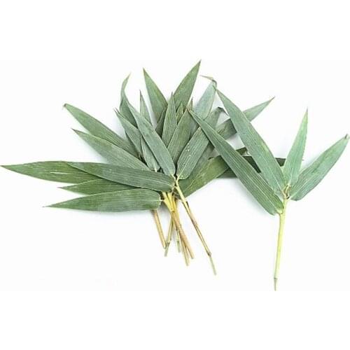 60pcs Pressed Dried Green Bamboo Leaves+Stalk Flower Plants Herbarium For Jewelry iPhone Phone Case Frame Making Accessories