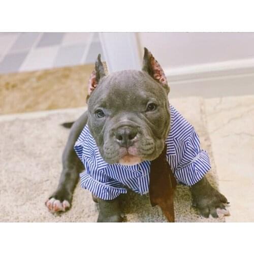 French Bulldog Pet Dog Shirt Spring Summer Clothes For Small Medium Dogs Coat Schnauzer Vest Costumes Pug Dropshipping YLC06