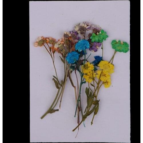10 Pieces Natural Pressed Dried Daisy Flowers Dried Real Flowers for DIY Scrapbooking Crafts