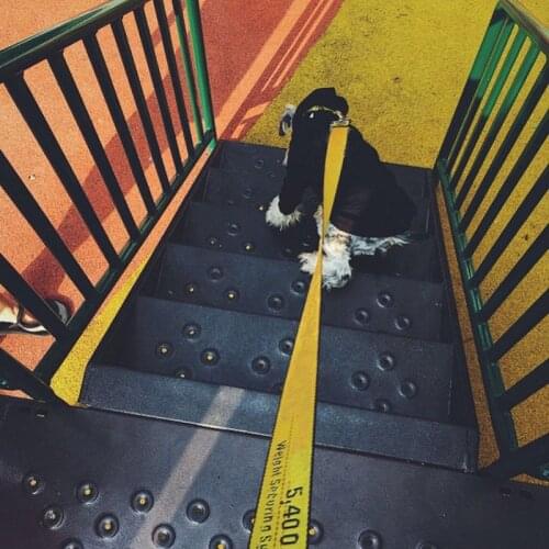 Letter Print Nylon Dog Leash For Small Dogs Fashion French Bulldog Leashes Pug Walking Leading Rope Pets Accessories Wholesale