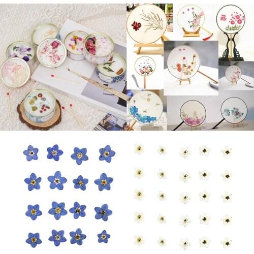 20x Pressed Real Forget-me-not Dried Flower for Resin Jewelry Making Card Making