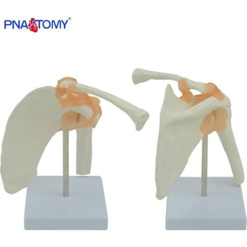 Human shoulder model life size medical teaching tool skeleton anatomy