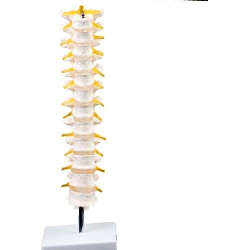 Lifesize Human 12 Thoracic Vertebrae Skeleton cervical Spine Anatomical Model Teaching Aid