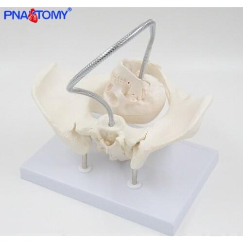 Child Birth Demonstrate Model Life Size Female Pelvis Bone Life Size Medical Teaching Tool Educational Gift PNATOMY Mini Skull