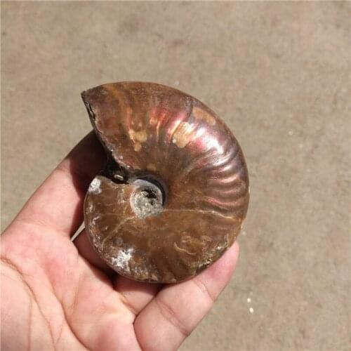 Rainbow!!!130g Natural conch Ammonite fossil specimens of Madagascar LA2016