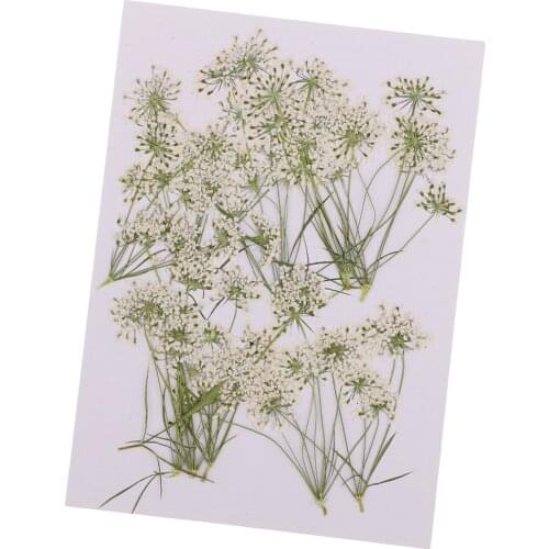 10 Piece Pressed Natural Dried Flowers Lace Flower for DIY Craft Scrapbooking Handmade Home Ornament Artificial Decorations