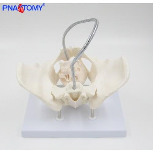 Child birth demonstrate model life size female pelvis bone life size medical teaching tool educational gift PNATOMY mini skull