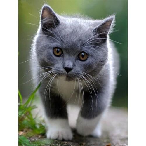 Diamond Mosaic Full Squarer/Round Diamond Embroidery Blue cat DIY Diamond Painting Cross stitch Rhinestone Decor Paintings KL3