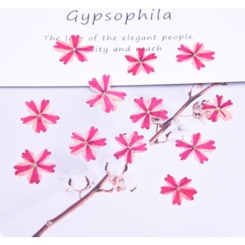 12PCS Natural Pressed Dried Beautiful Flower for DIY Crafts Bookmark Card Making