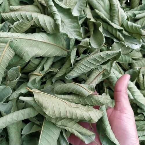 Dried Guava Leaf - - 100% Natural Guava Leaves Hojas De Guayaba Secas