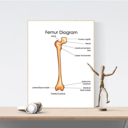 Human Femur Bone Diagram Poster Doctor Office Wall Art Canvas Prints Medical Education Chart of Biology Art Painting Picture