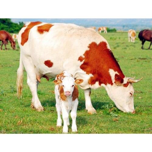 NEW Arrival diy diamond painting cross stitch round diamonds mosaic full diamond embroidery cow painting home decoration