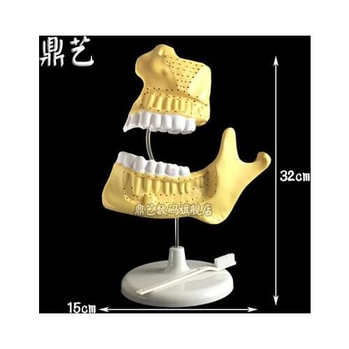 Scientific experimental equipment Biological teaching instrument children dentition model 32*15cm