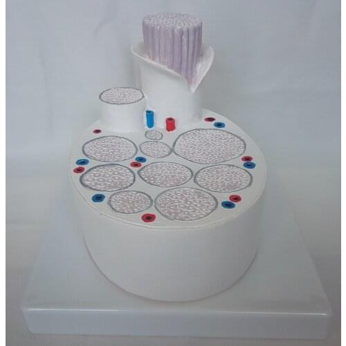 Human Spinal Nerve Amplification Anatomical Model Nerve Cell Anatomy Model Nerve Enlargement Spine Model Medical Teaching Models