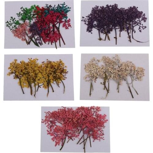 12 Pieces Natural Pressed Dried Flower Embellishment for Scrapbook Card Making DIY Phone Case Decoration