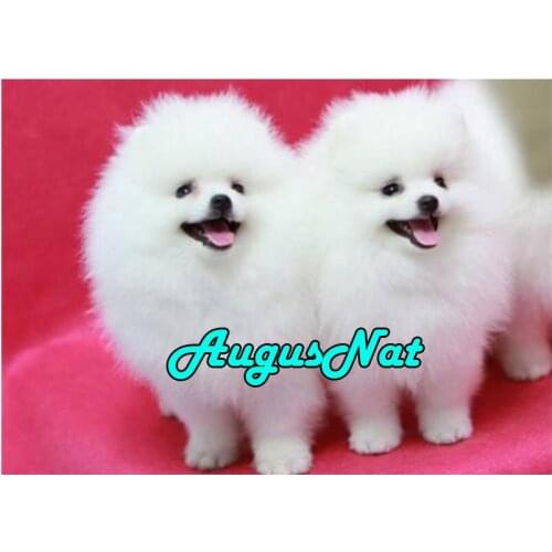 Dog diamond painting pomeranian daimond embroidery animal diamant borderie plein beads puzzle picture diamand mosaic craft kit