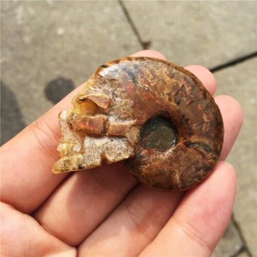 Natural small fossil conch beautiful fossil snail fossil skull healing carving crystal shell for gift reiki healing 1Pcs