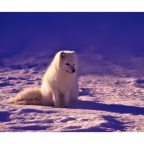 Diy Diamond Embroidery Square/round Cross Stitch Craft Snowfield Fox Full Resin Diamond Painting Decoration Handicraft Hobby