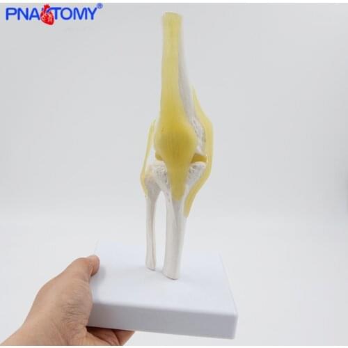 Mini Human Knee Joint model with ligaments and base femur tibia and fibula bone anatomy model medical teaching gift