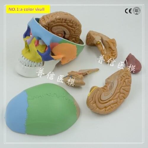 Free shipping &1:1size of the human skull, harnpan, brain anatomy model,Four models to choose.medical teaching model wholesale