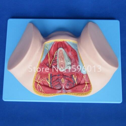 Female Perineum Anatomy Model, Anatomy Perineum model