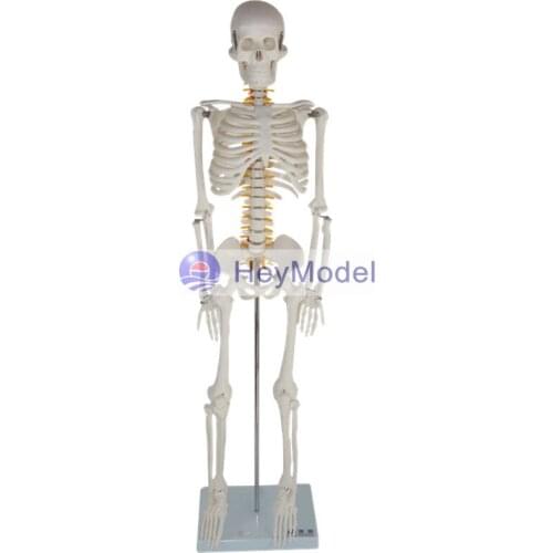 HeyModel Artificial Skeleton Model with numbers and instructions With spinal cord disc